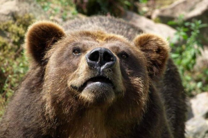 Turistički iz francuske napadao je kamčatka maul